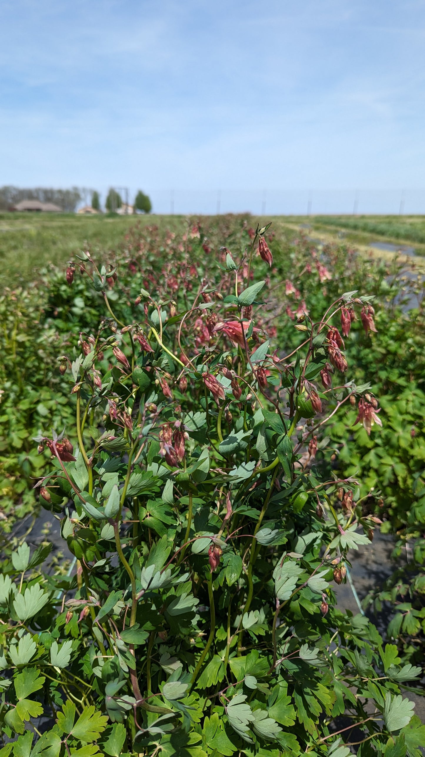Aquilegia canadensis - Columbine in the Field