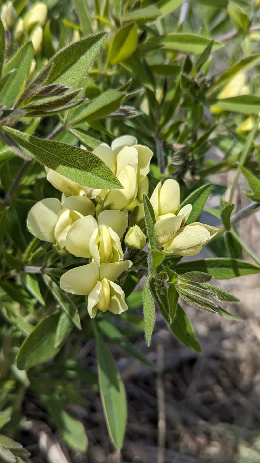 Baptisia bracteata - Cream Wild Indigo Flowers