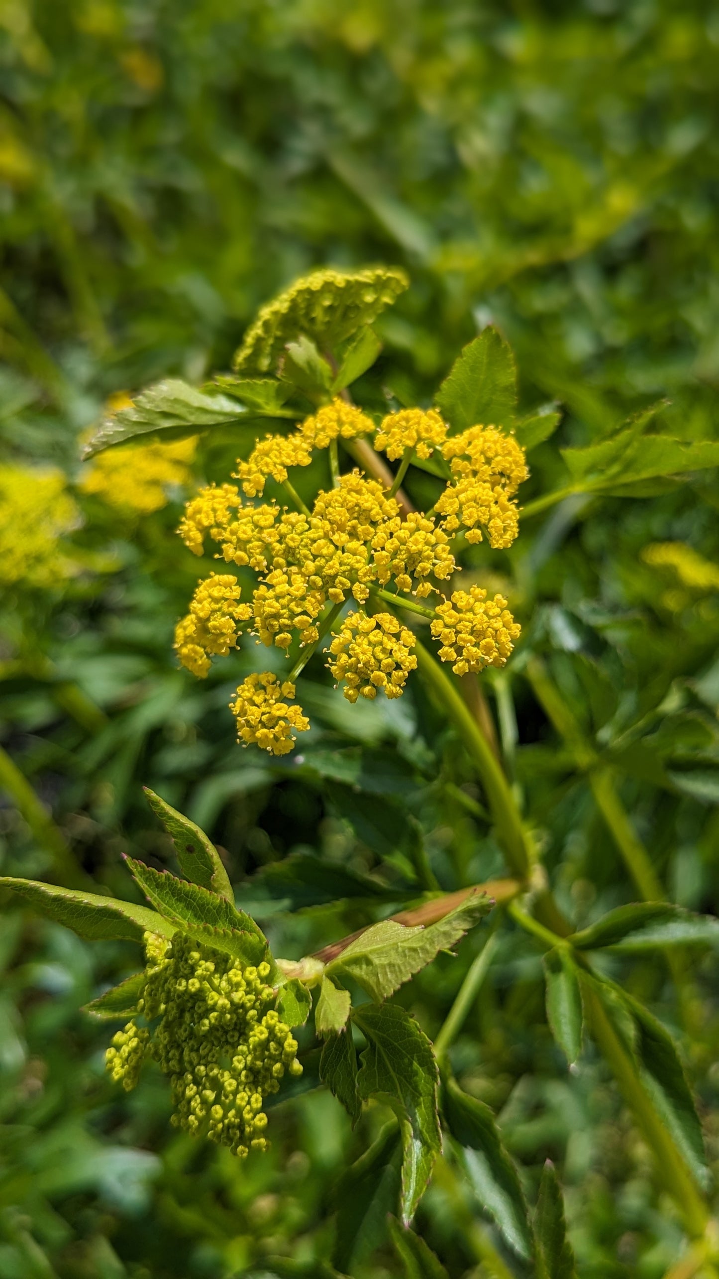 Zizia aurea - Golden Alexanders Flowers