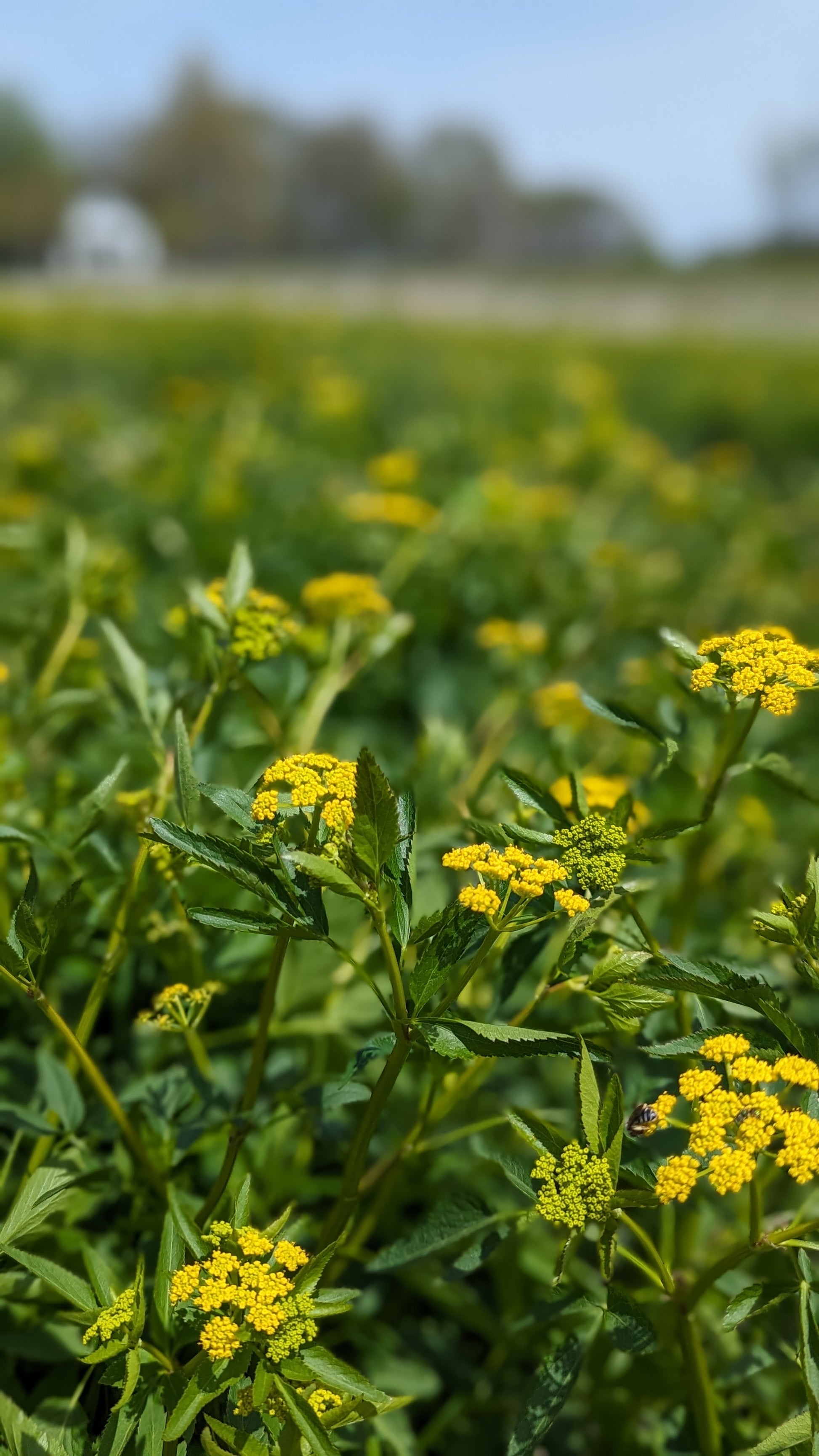 Zizia aurea - Golden Alexanders Flowers in the Field