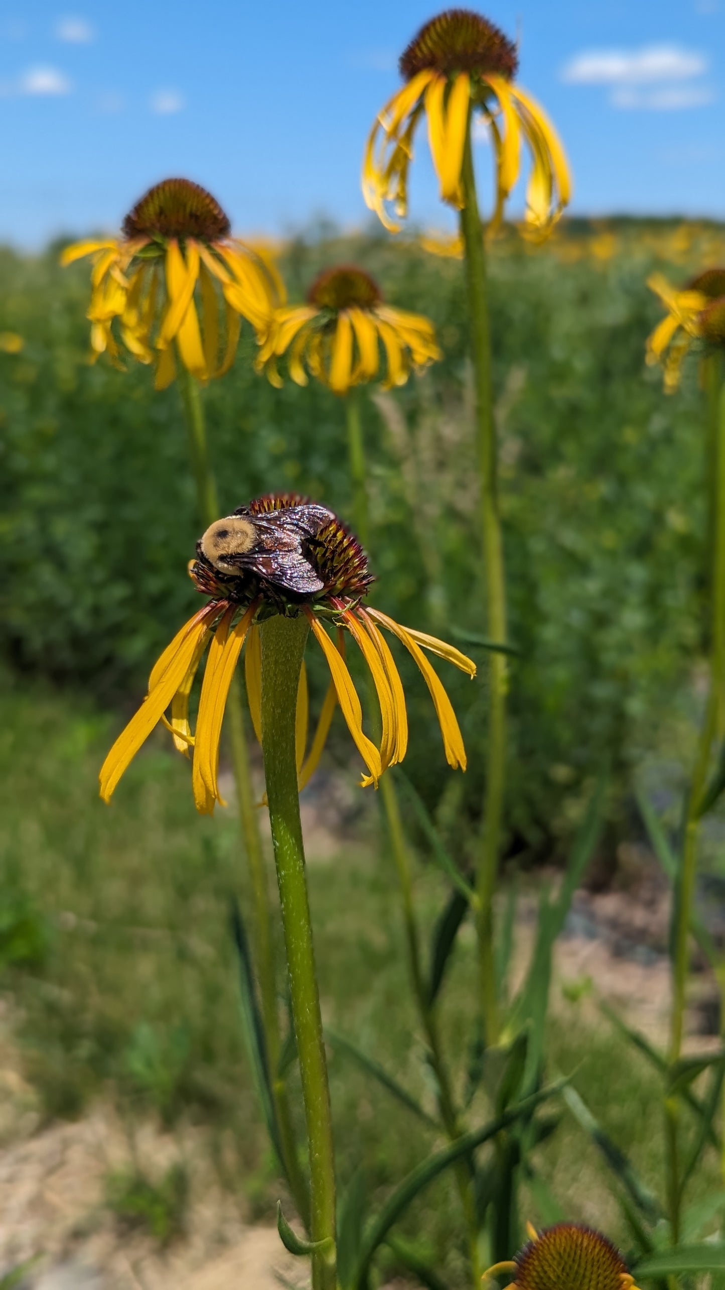 Echinacea paradoxa - Bush's Coneflower with Bees