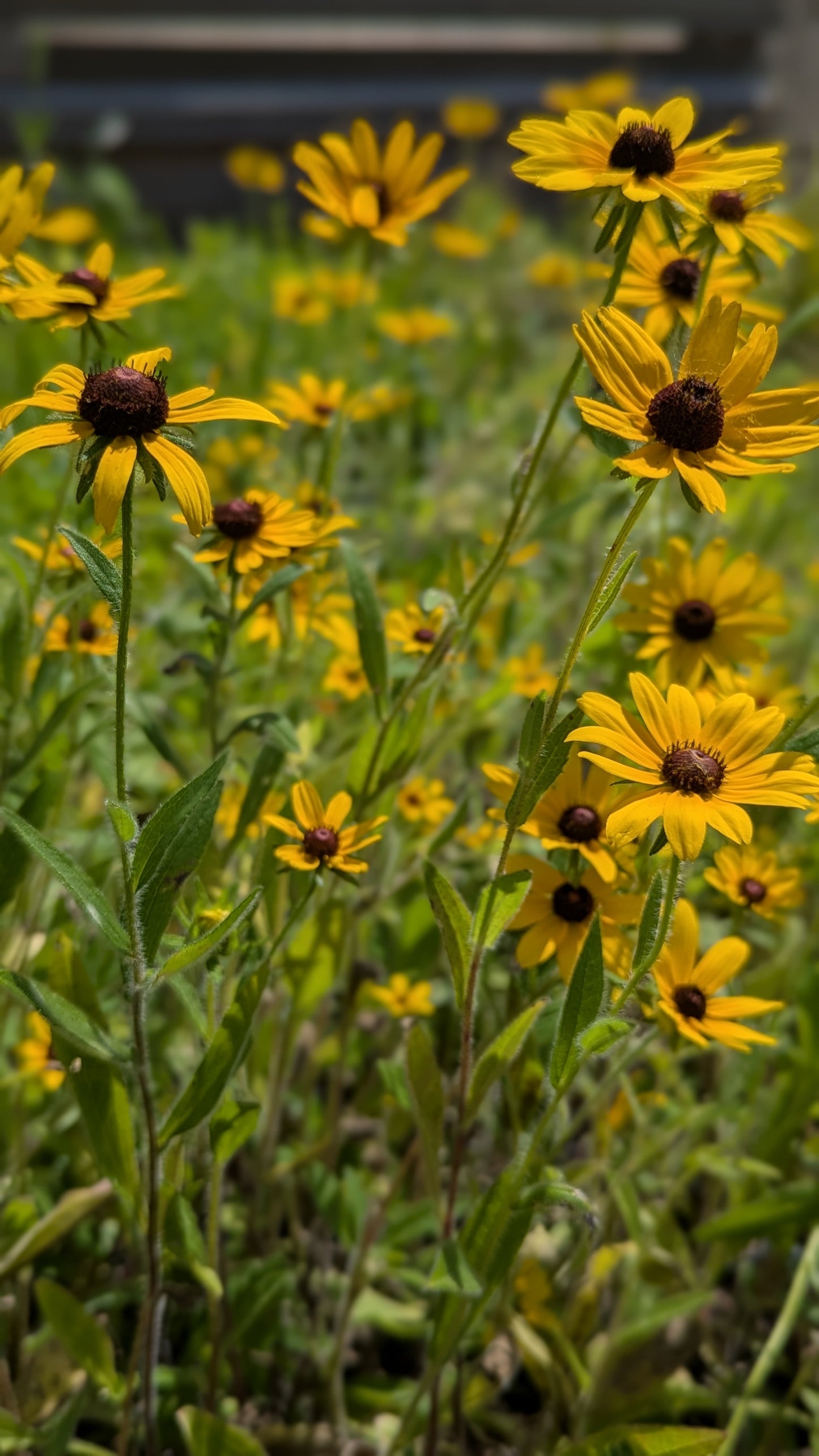 Rudbeckia hirta - Black-eyed Susan