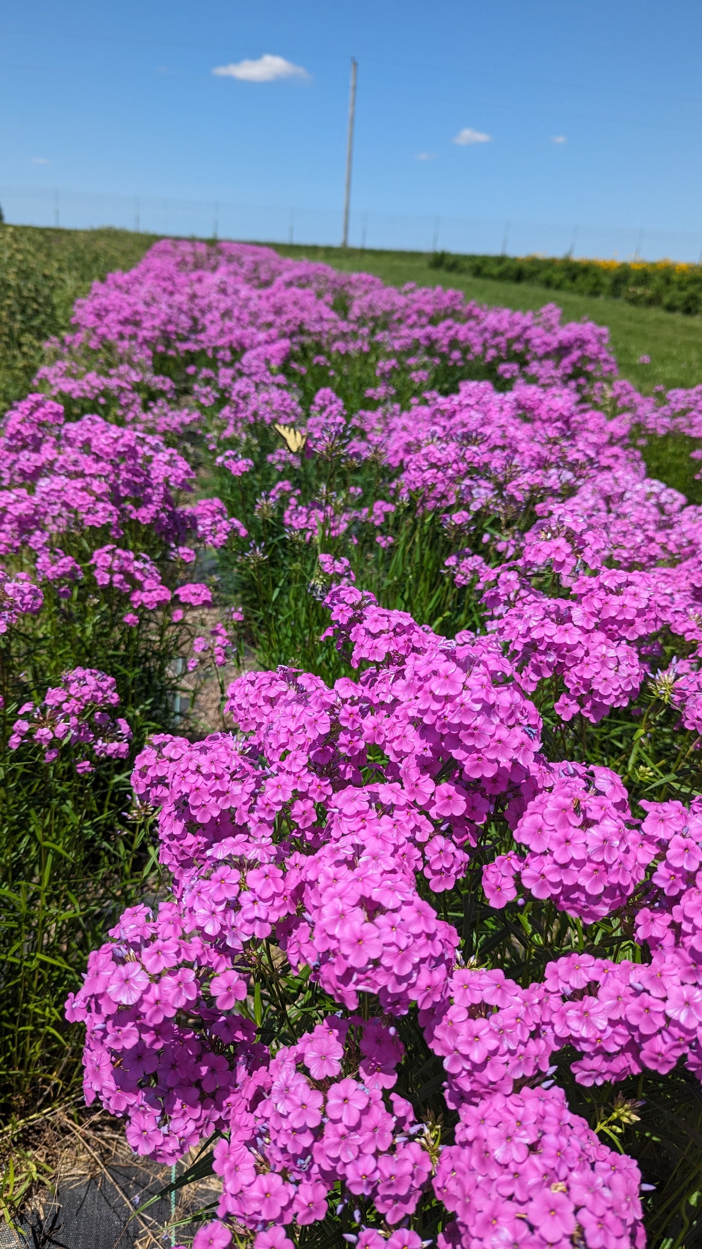 Phlox glaberrima - Marsh Phlox Field Picture