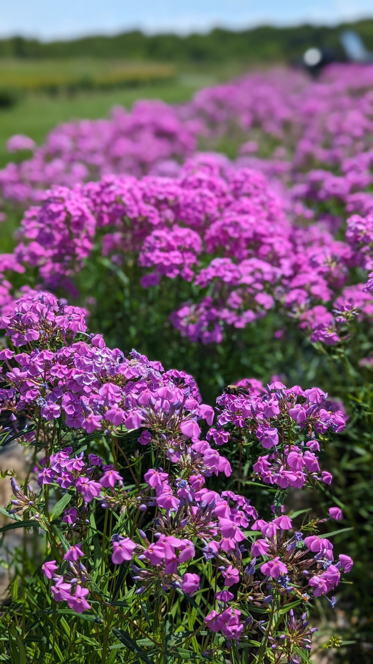 Phlox glaberrima - Marsh Phlox Field Picture