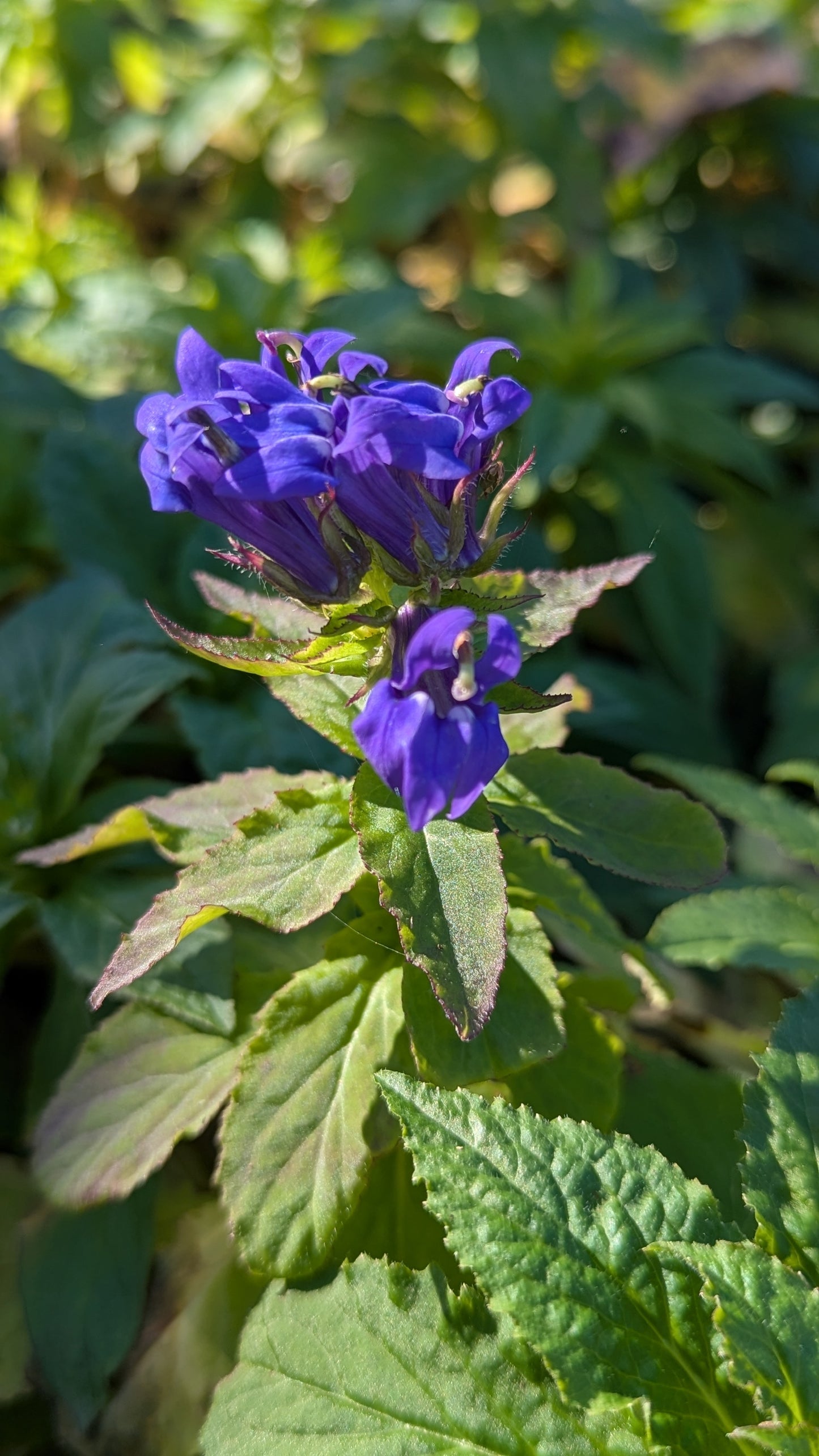 Lobelia siphilitica - Great Blue Lobelia