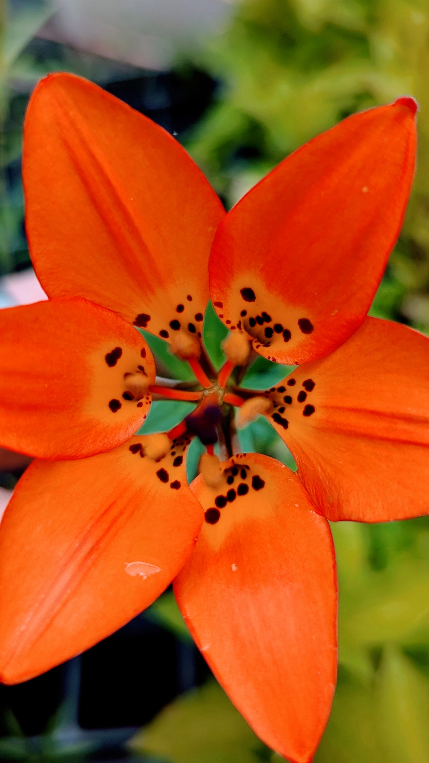 Lilium philadelphicum - Priaire Lily