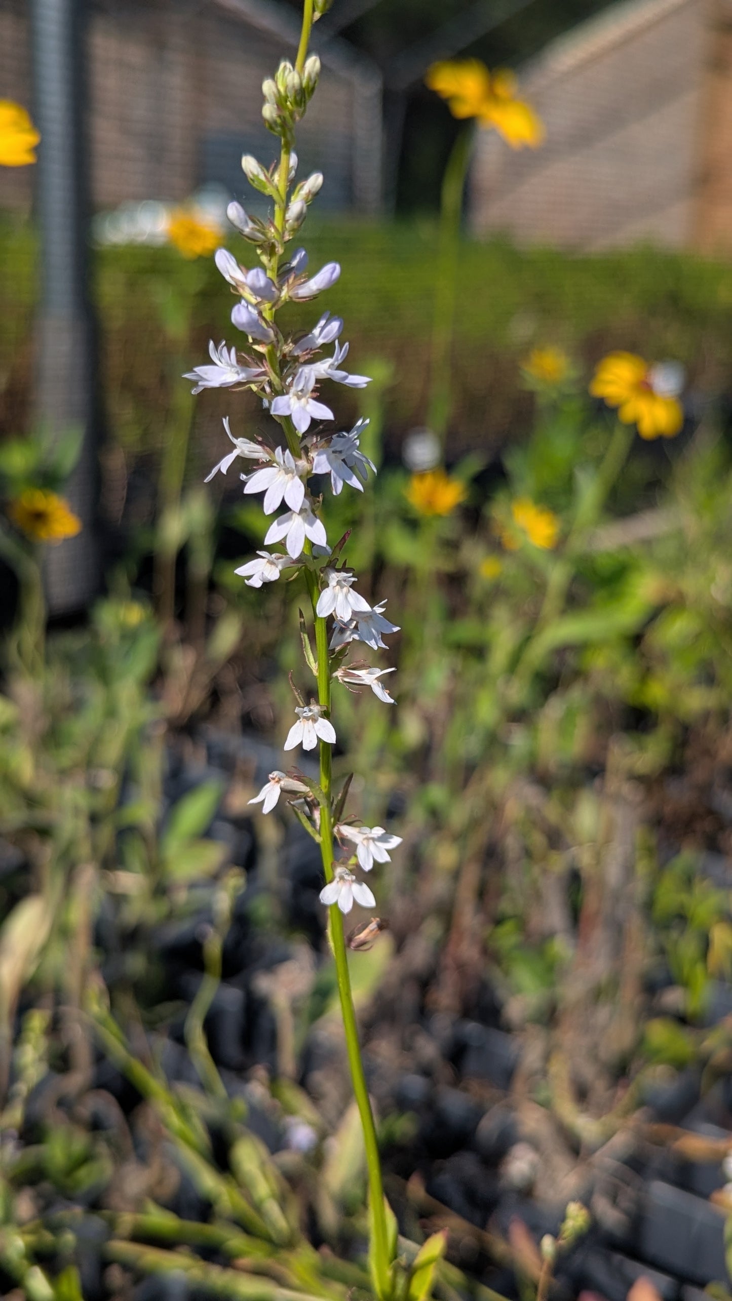Lobelia spicata - Pale Spiked Lobelia