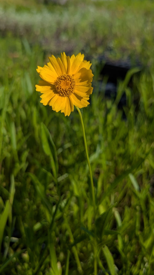Coreopsis lanceolata - Sand Coreopsis/Lanceleaf Coreopsis