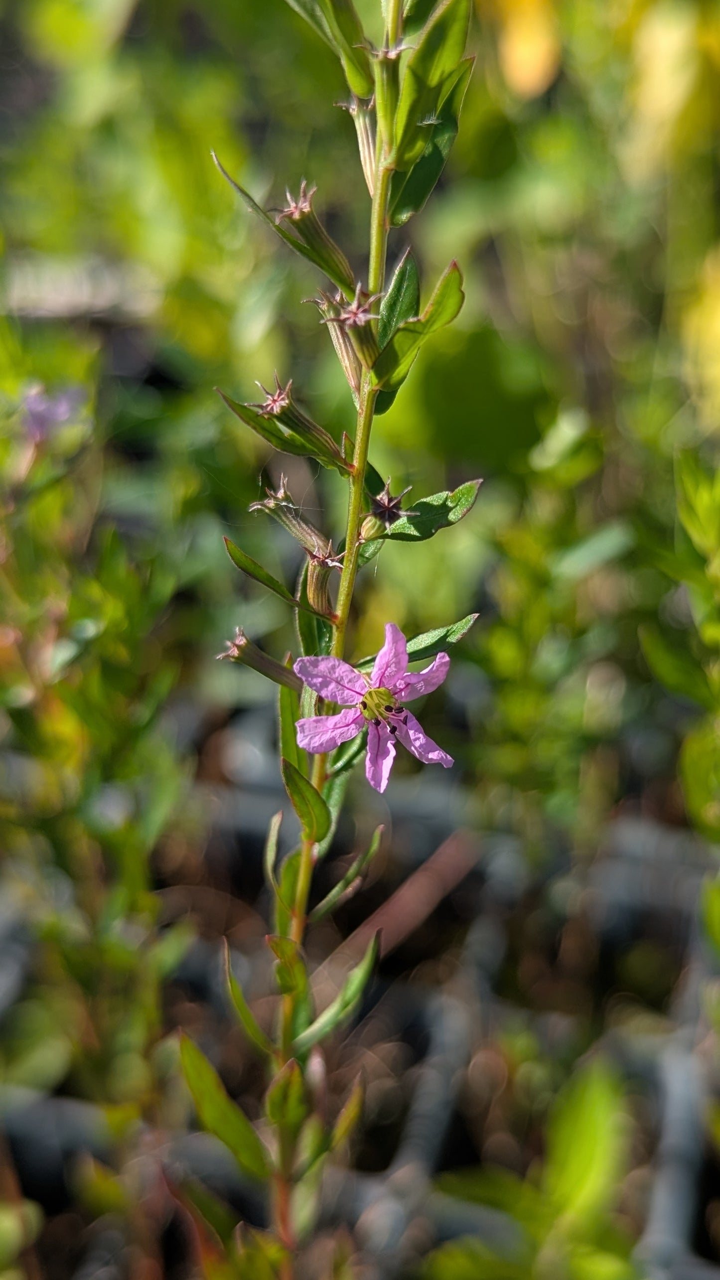 Purple flower with green leaves on a blurred natural background