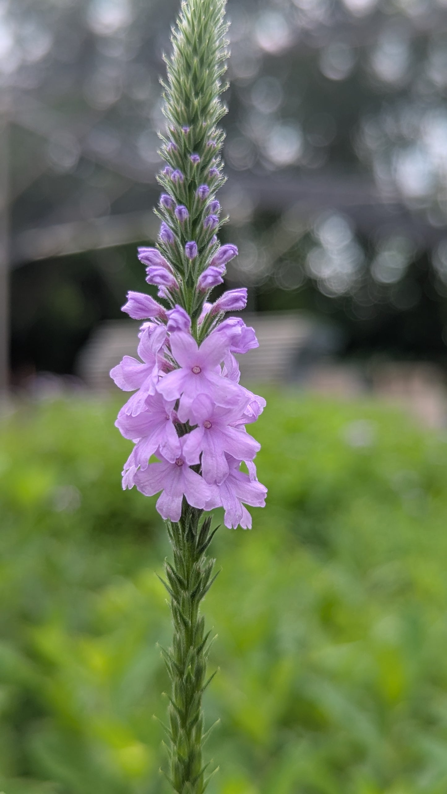 Purple hoary vervain flower with green leaves against a blurred natural background