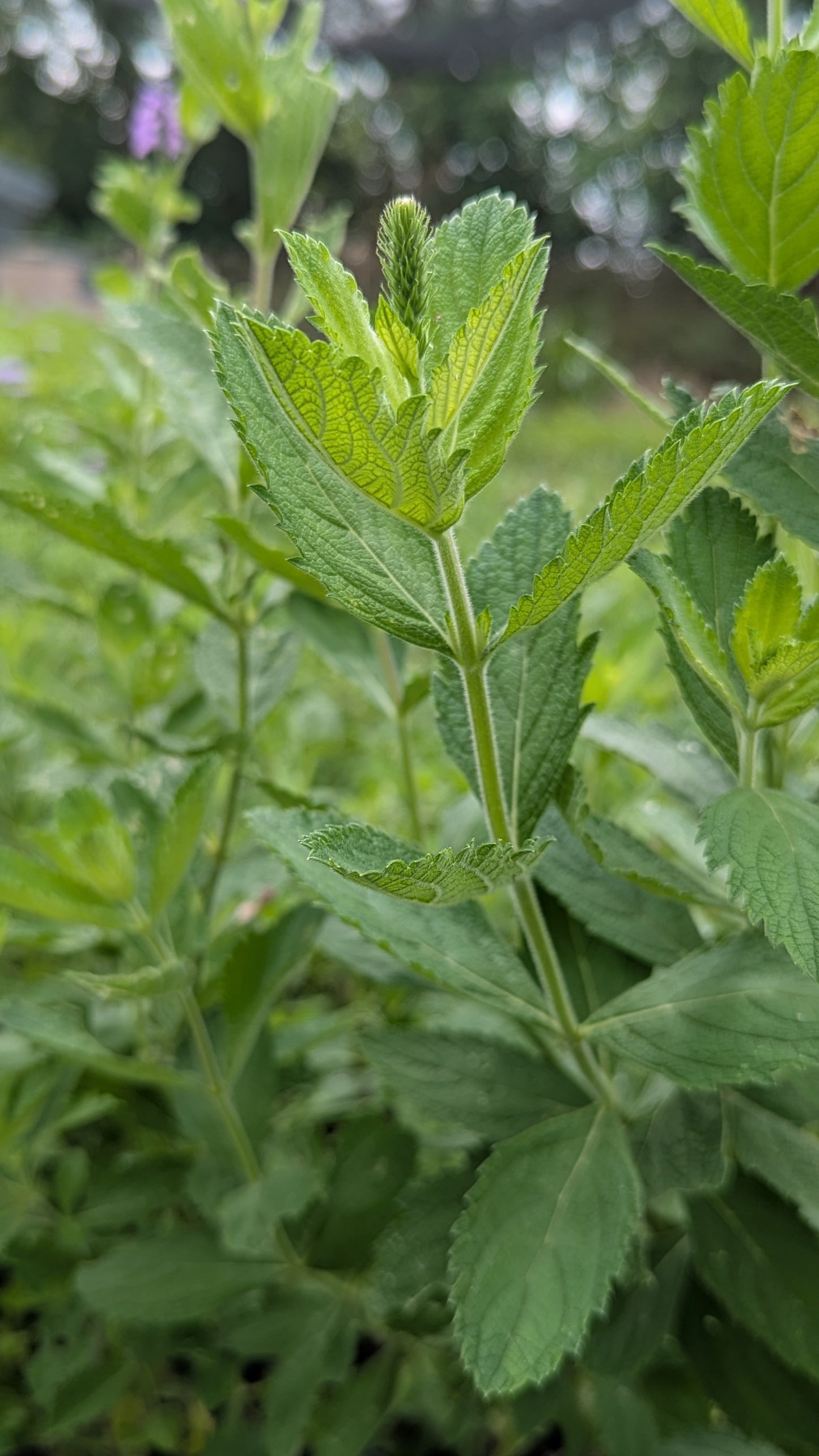 Close up of a green hoary vervain flower bud
