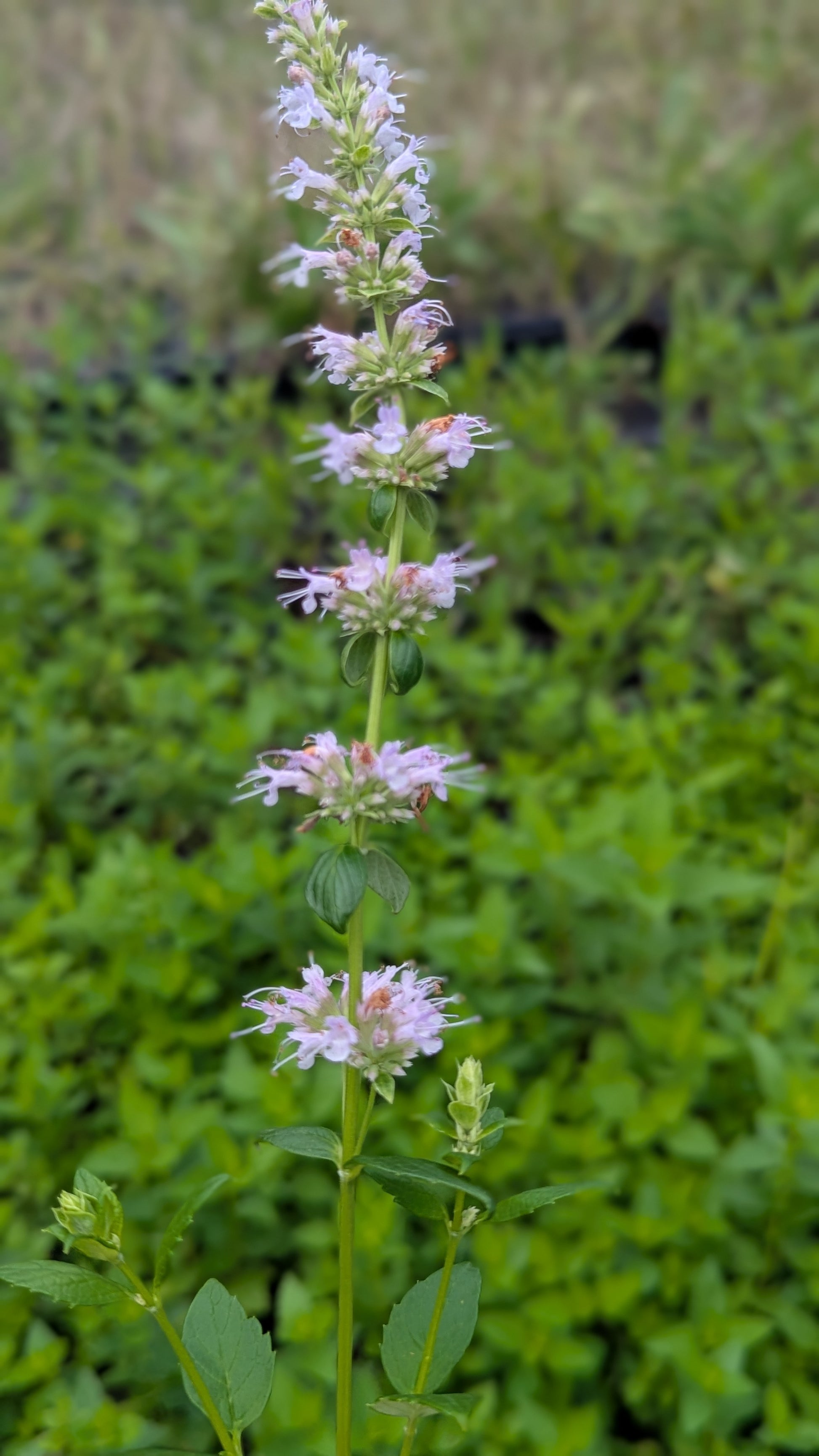 Tall anise hyssop plant with purple flowers against a green background