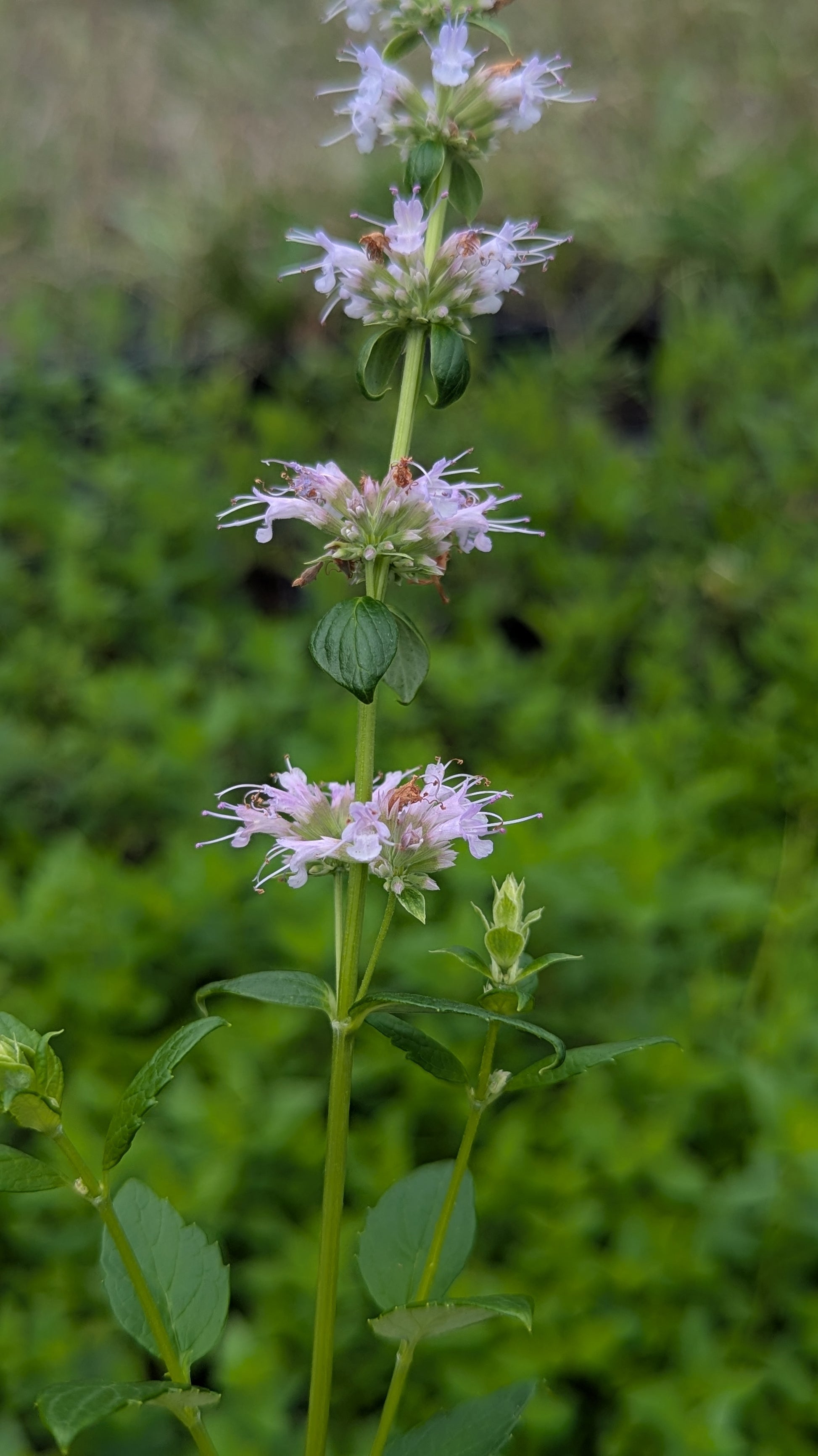 Close up of anise hyssop with purple flowers against a green background