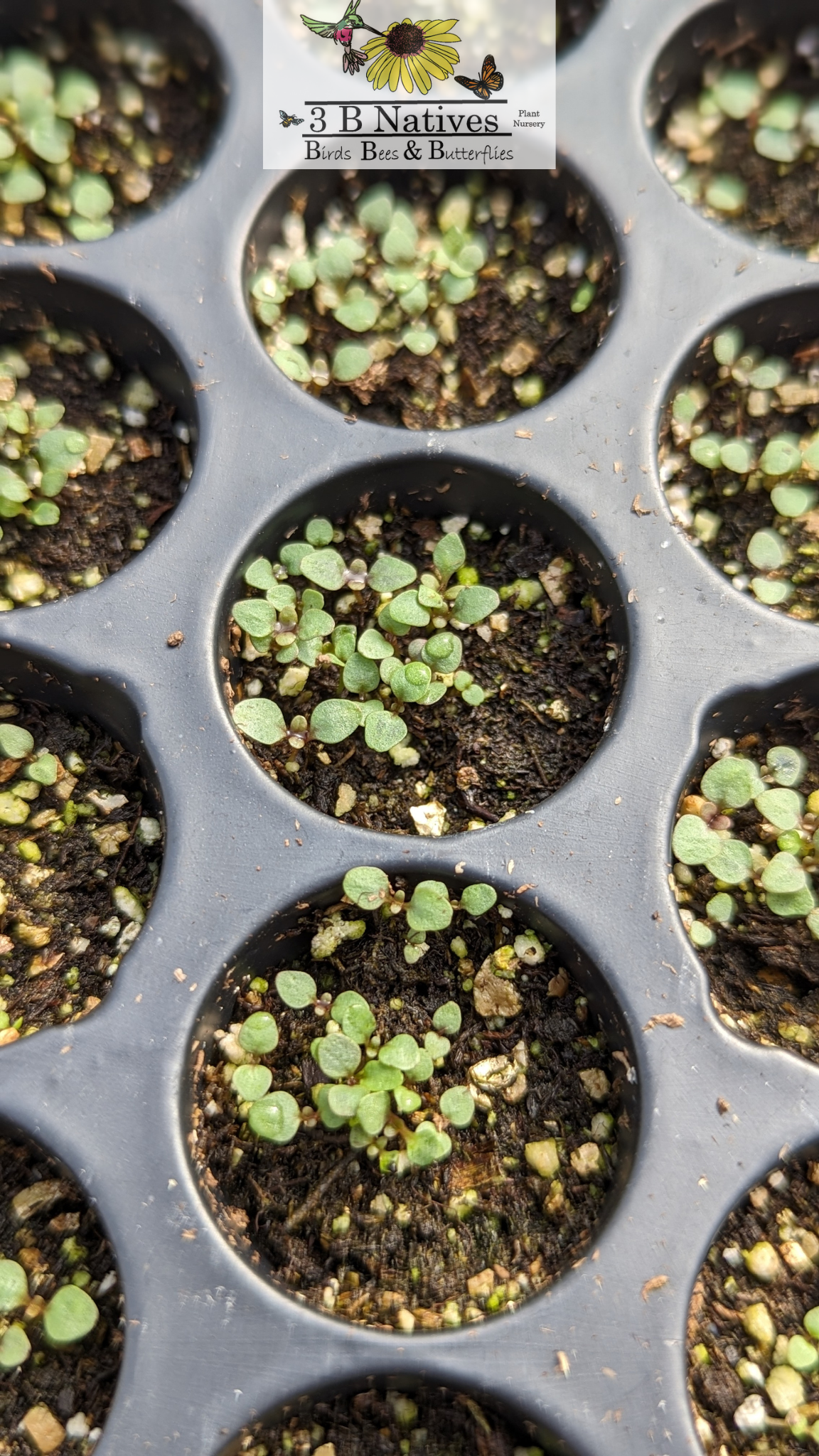 Penstemon pallidus - Pale Beardtongue Germinated Seedlings