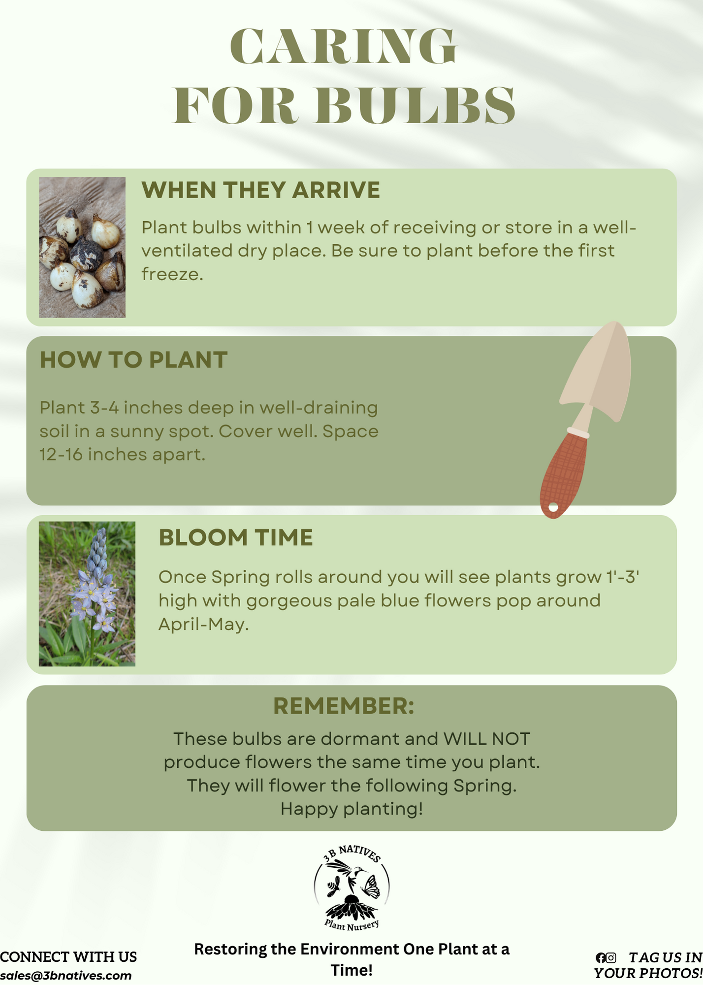 Caring for Bulbs Tips
