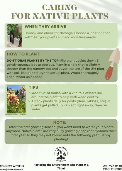 Caring for Native Plants Tips