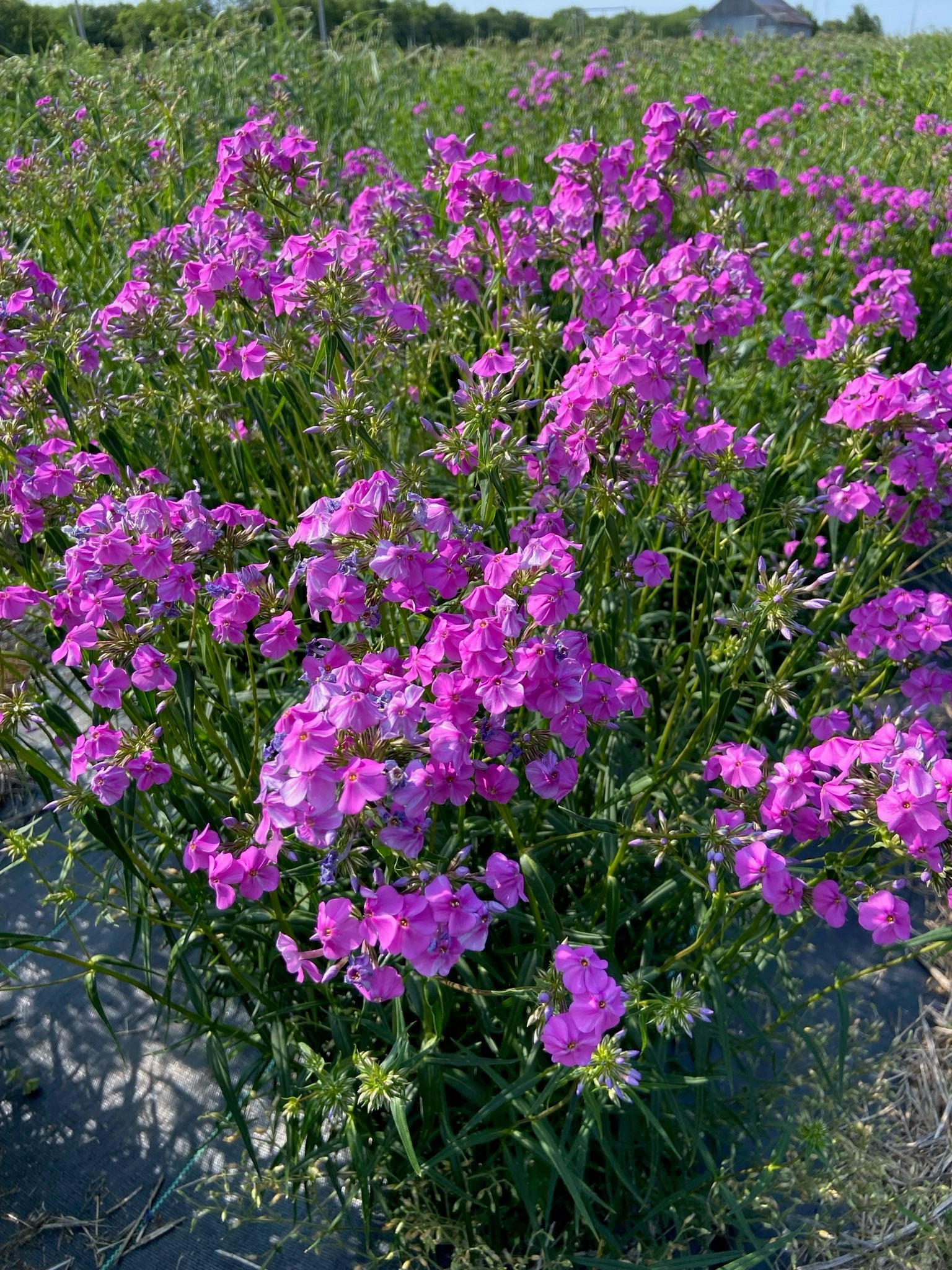 Phlox glaberrima - Marsh Phlox