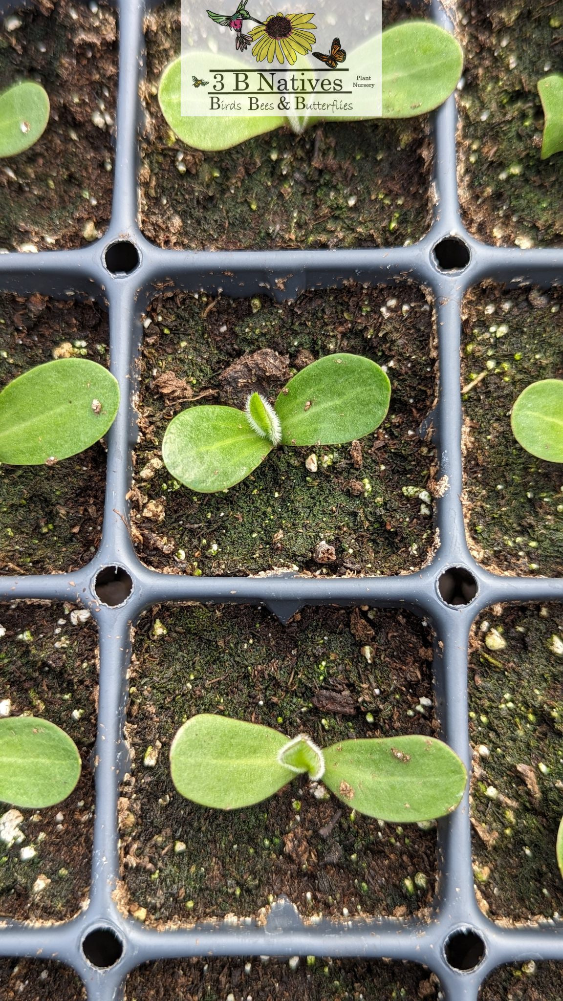 Silphium terebinthinaceum - Prairie Dock Germinated Seedlings