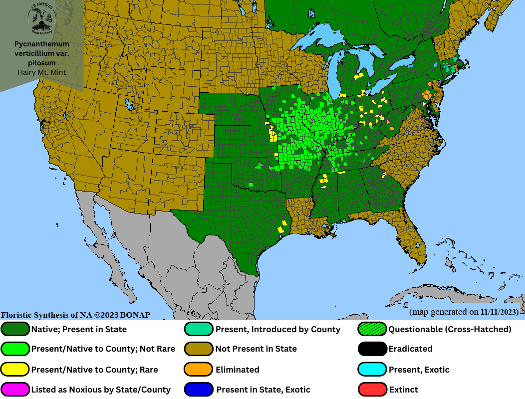 Pycnanthemum verticillium var. pilosum- Hairy Mt. Mint Range Map