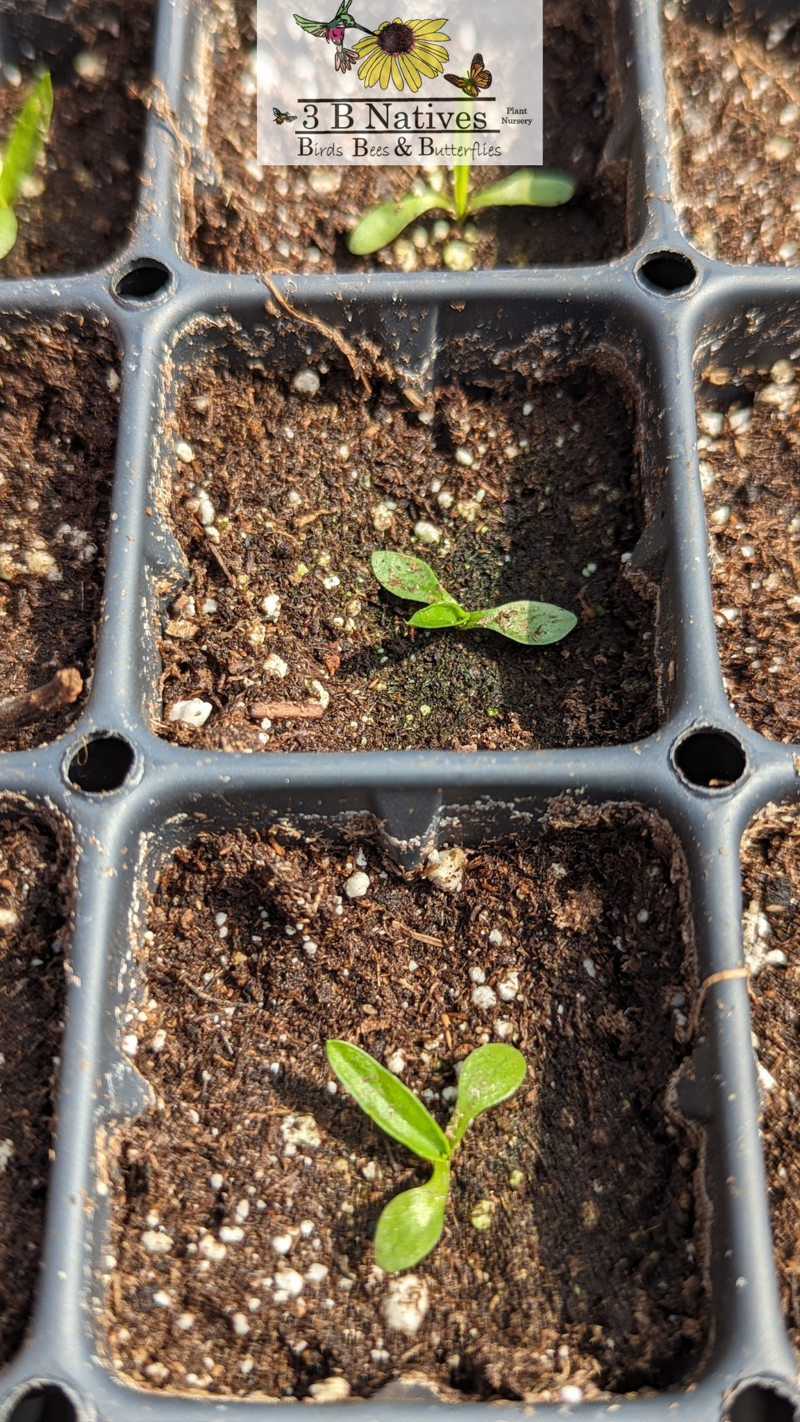 Eryngium yuccifolium - Rattlesnake Master Germinated Seedlings