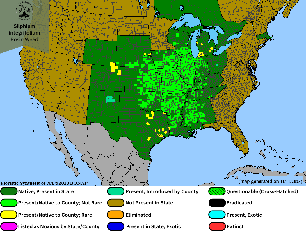 Silphium integrifolium - Rosin Weed Range Map