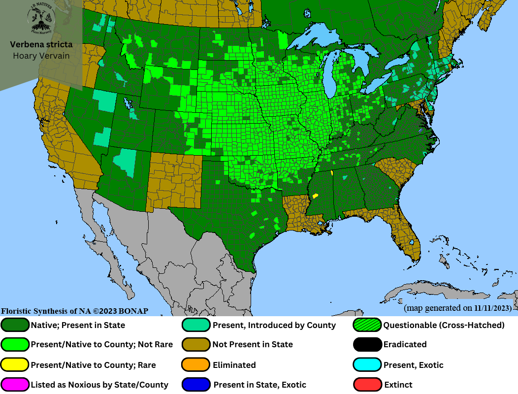 Verbena stricta - Hoary Vervain Range Map