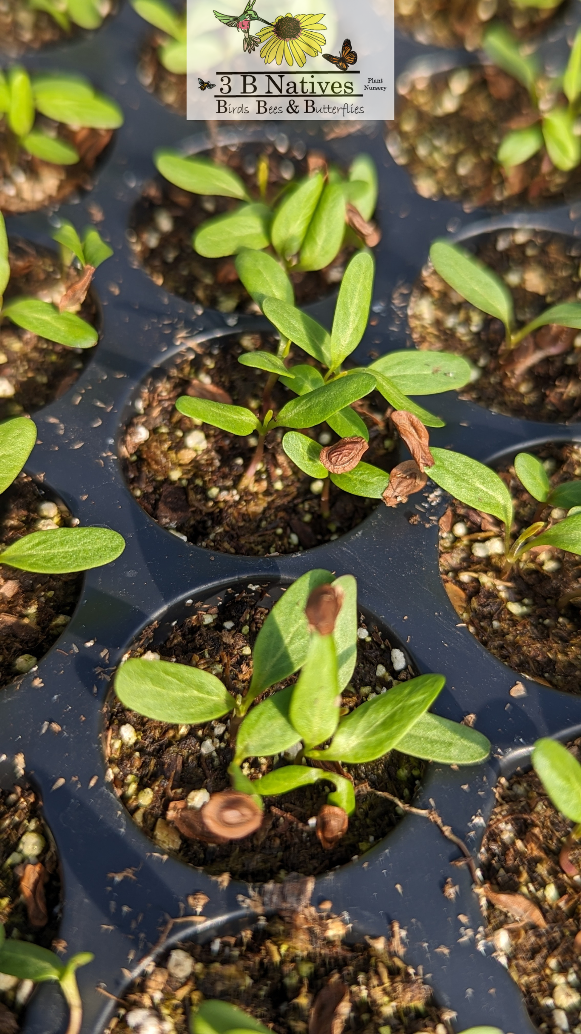 Asclepias verticillata - Whorled Milkweed Germinated Seedlings