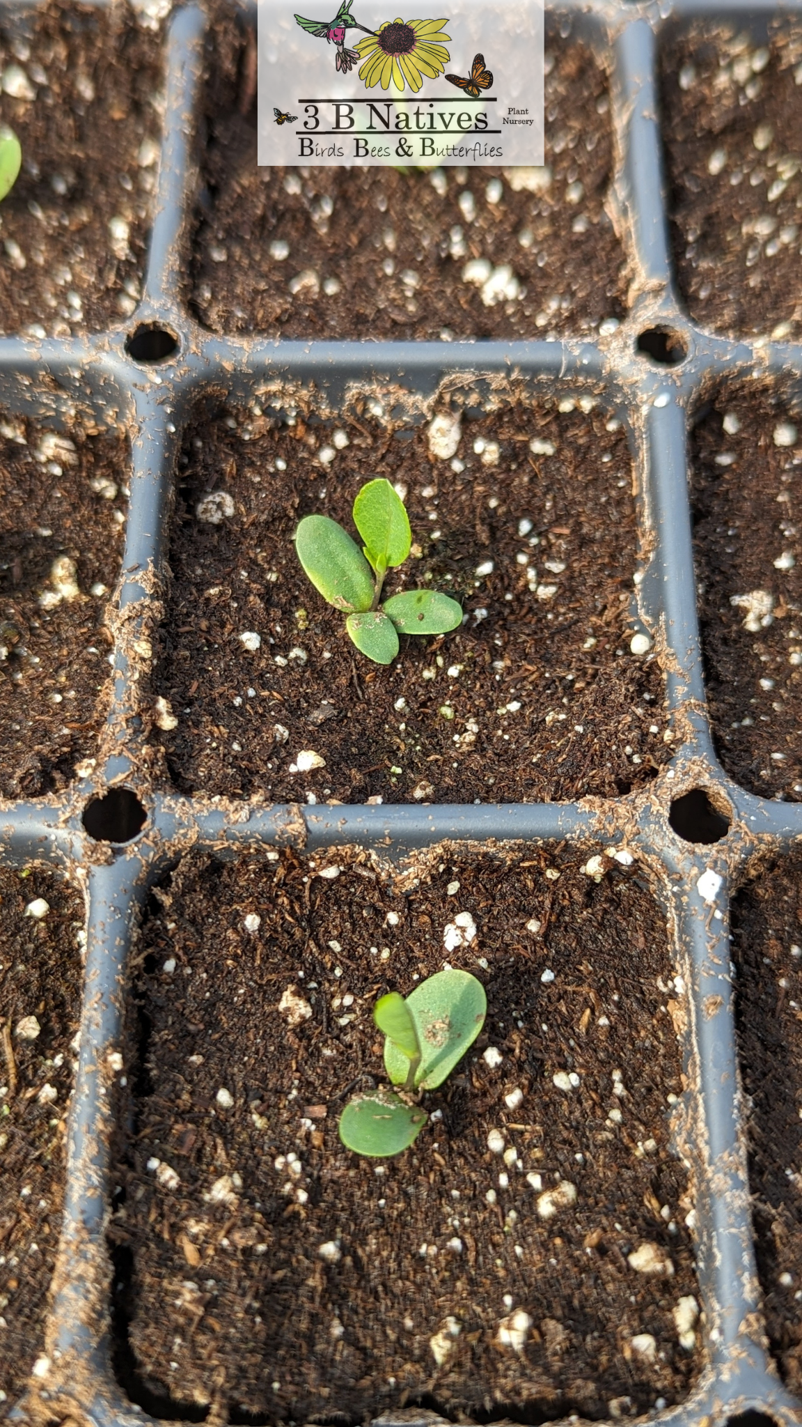 Baptisia alba - White Wild Indigo Germinated Seedlings