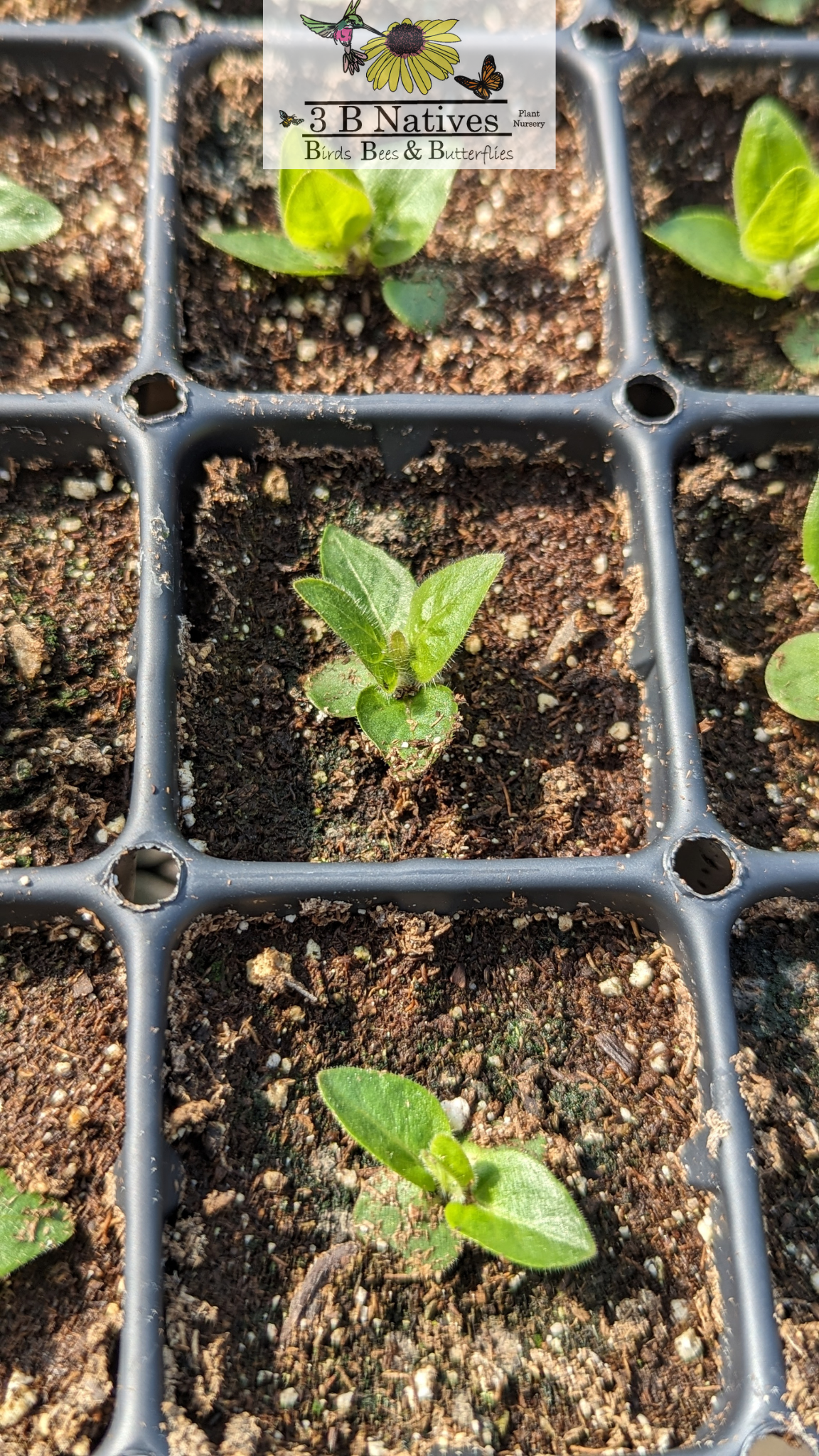 Ruellia humilis - Wild Petunia Germinated Seedlings