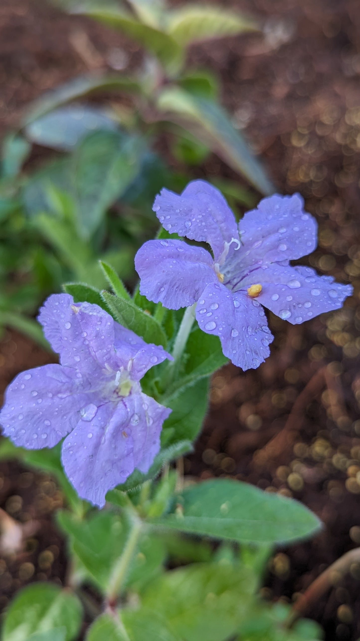 Ruellia humilis - Wild Petunia