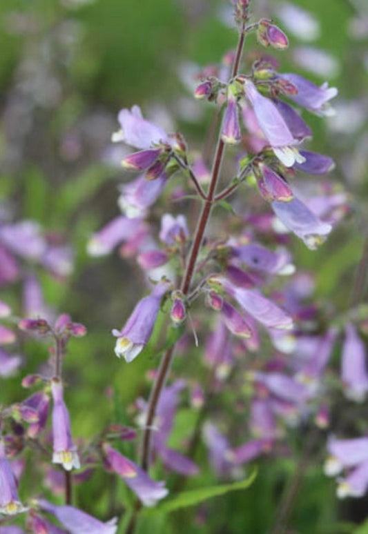 Penstemon hirsutus - Hairy Beardtongue Flowers