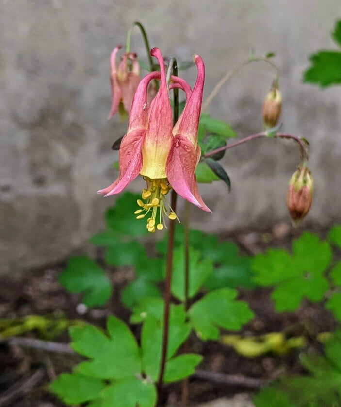 Aquilegia canadensis - Columbine