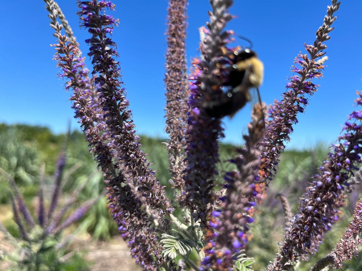 Amorpha canescens - Lead Plant Flower