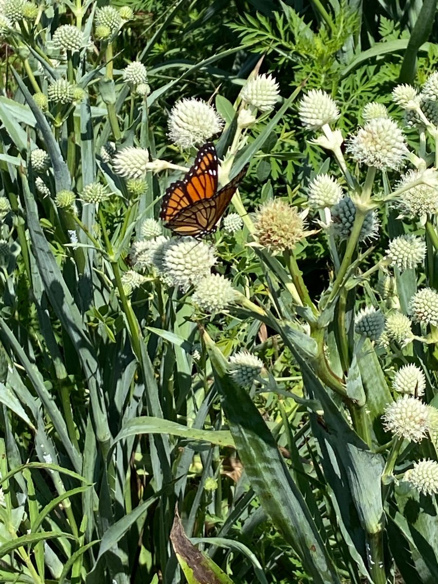 Eryngium yuccifolium - Rattlesnake Master Flower