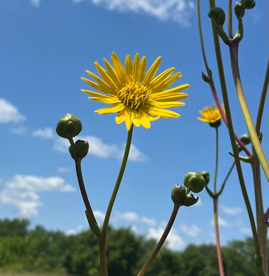 Silphium terebinthinaceum - Prairie Dock Flower