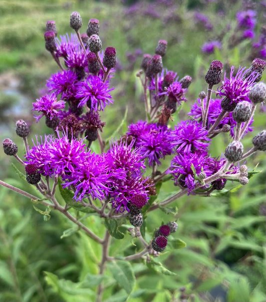 Vernonia missurica - Missouri Ironweed Flower