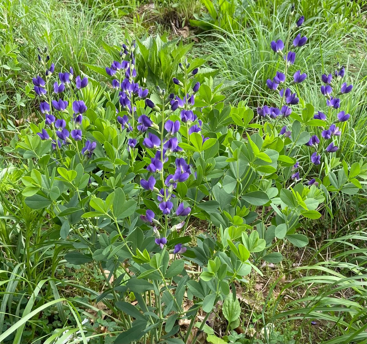 Baptisia australis - Blue Wild Indigo Flower