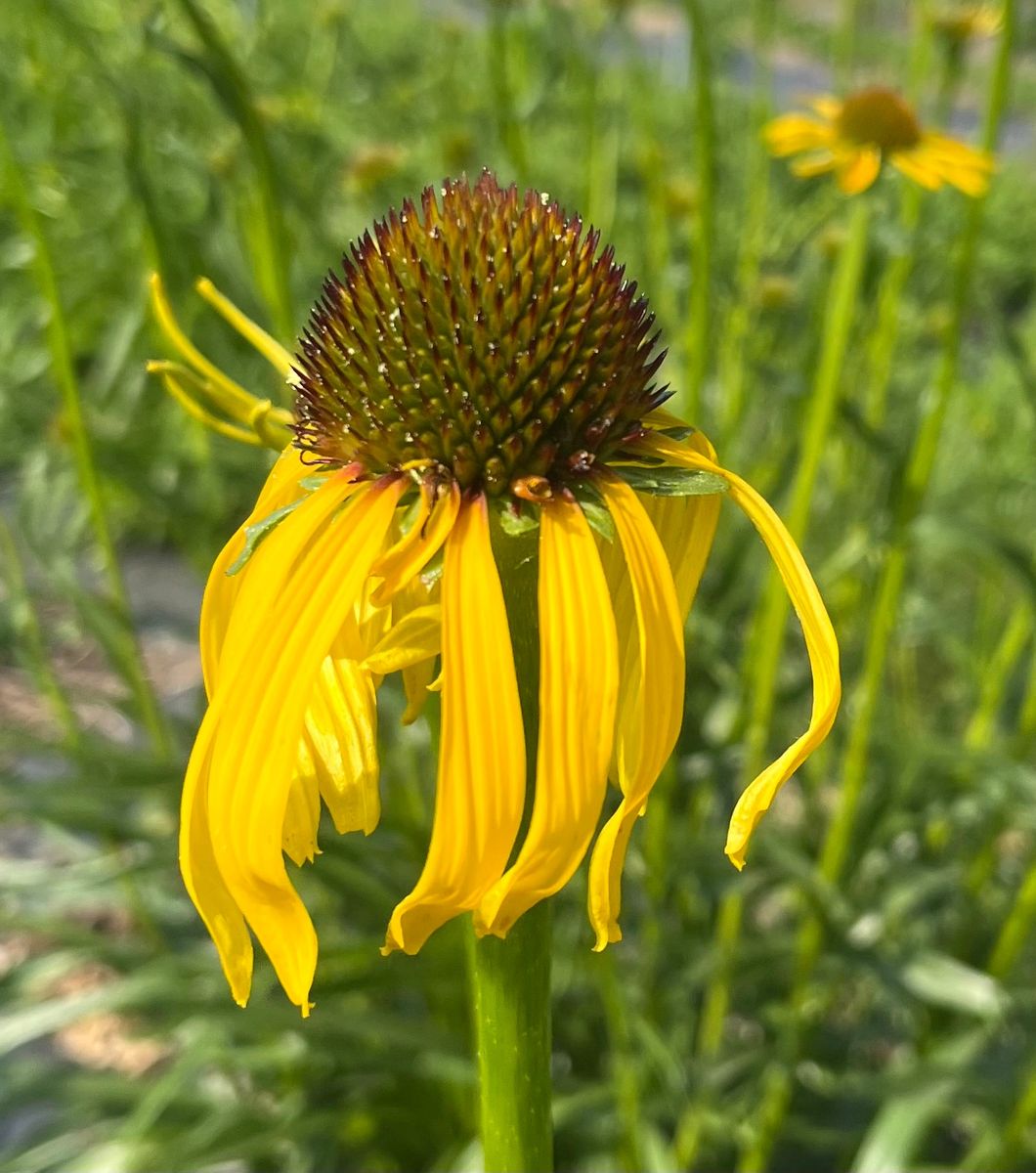 Echinacea Paradoxa - Bush's Coneflower