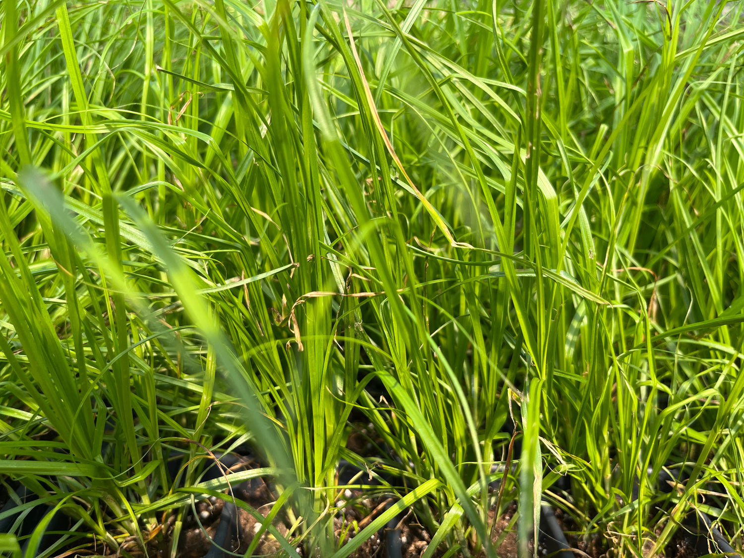 Sedges