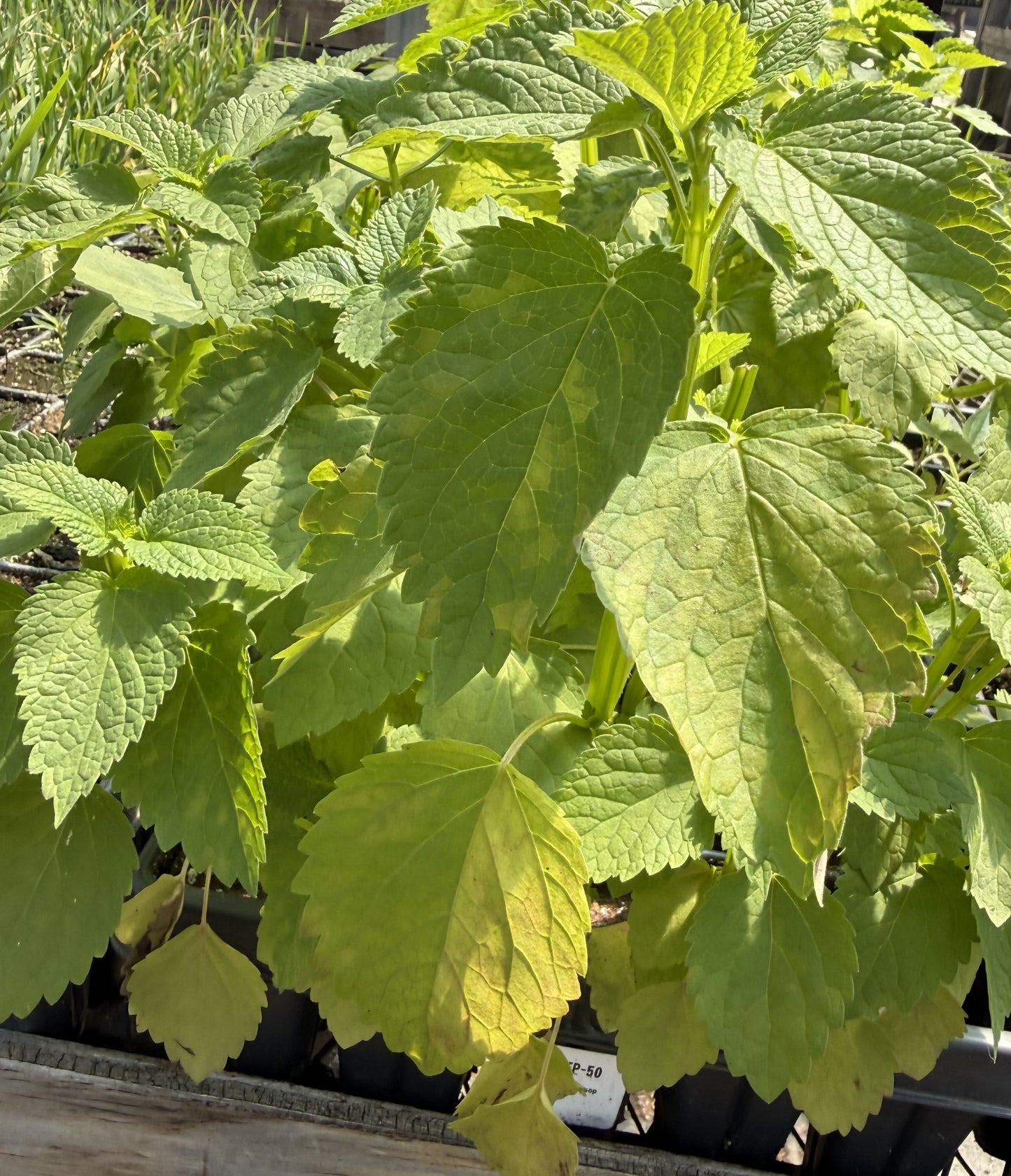 NEW Agastache nepetoides - Yellow Giant Hyssop