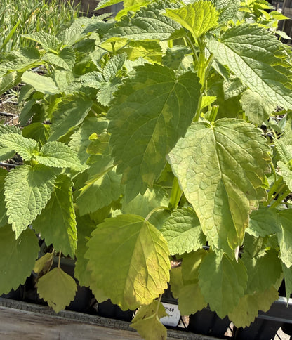 NEW Agastache nepetoides - Yellow Giant Hyssop