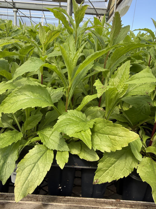 NEW Solidago ulmifolia - Elm Leaved Goldenrod