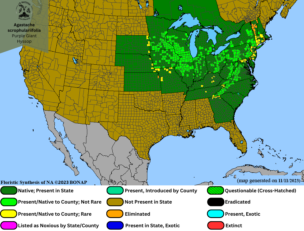 Agastache scrophulariifolia-Purple Giant Hyssop Range Map