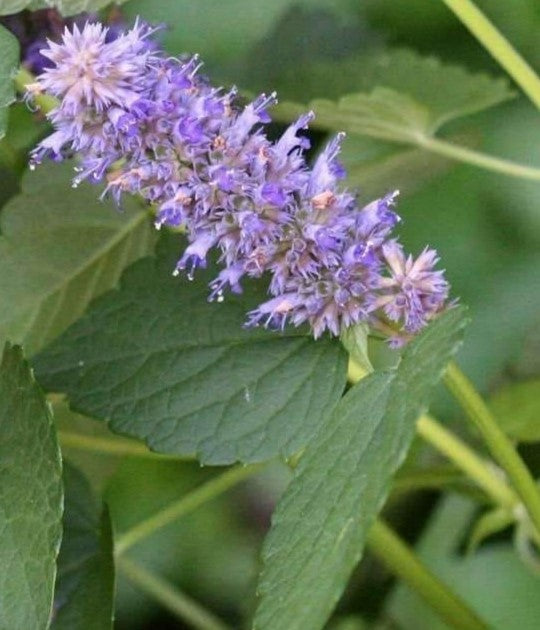 Agastache foeniculum - Anise Hyssop