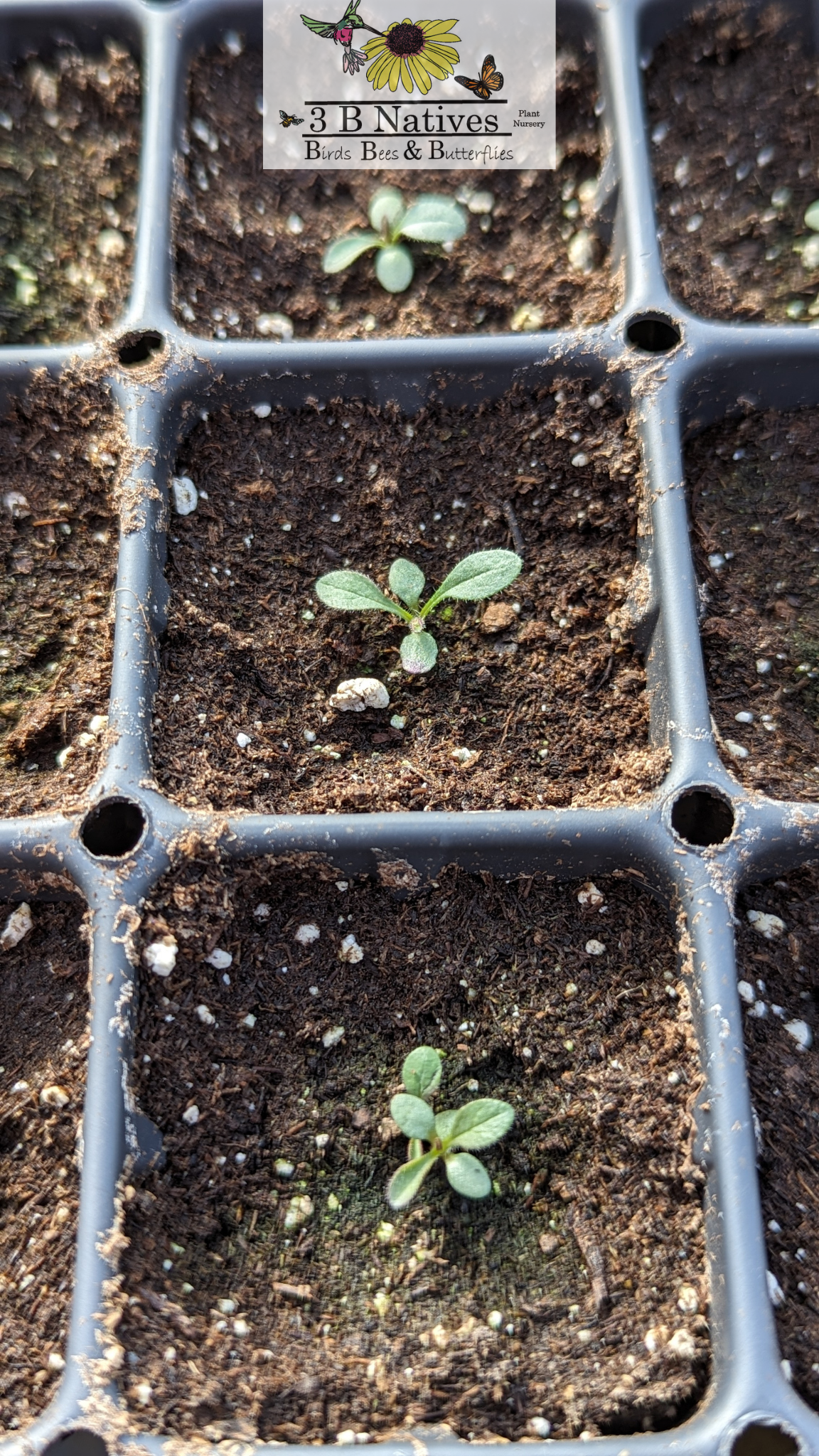 Symphyotrichum oblongifolium - Aromatic Aster Germinated Seedlings