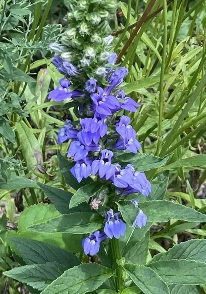 Lobelia siphilitica - Great Blue Lobelia