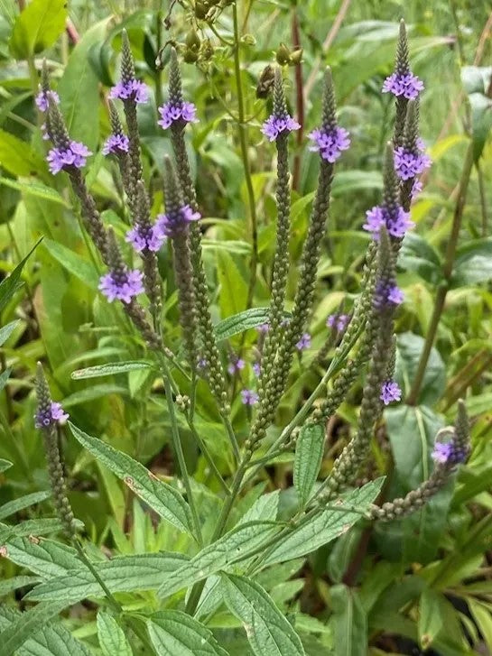 Verbena hastata - Blue Vervain