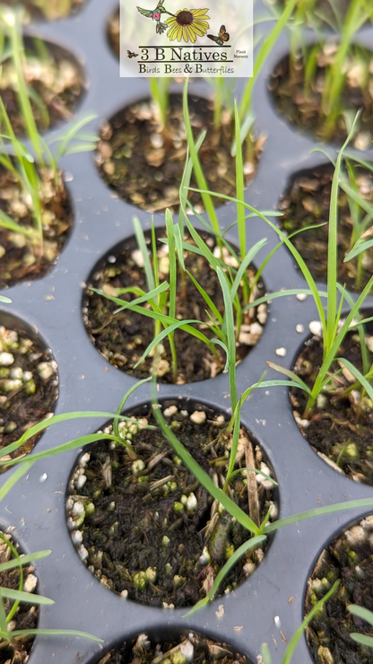 Bouteloua gracilis - Blue Grama Germinated Seedlings