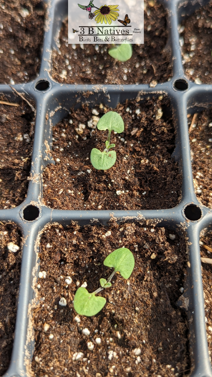 Salvia azurea - Blue Sage Germinated Seedlings