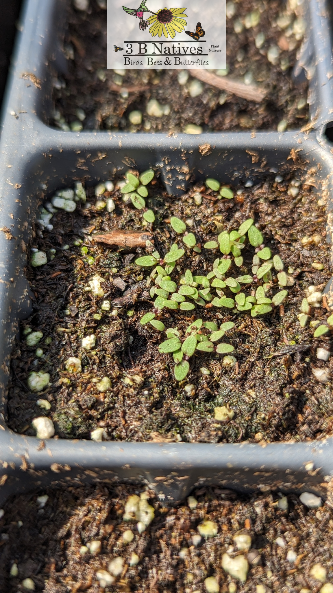 Verbena hastata - Blue Vervain Germinated Seedlings